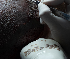 Najlepsze technikİi DHI